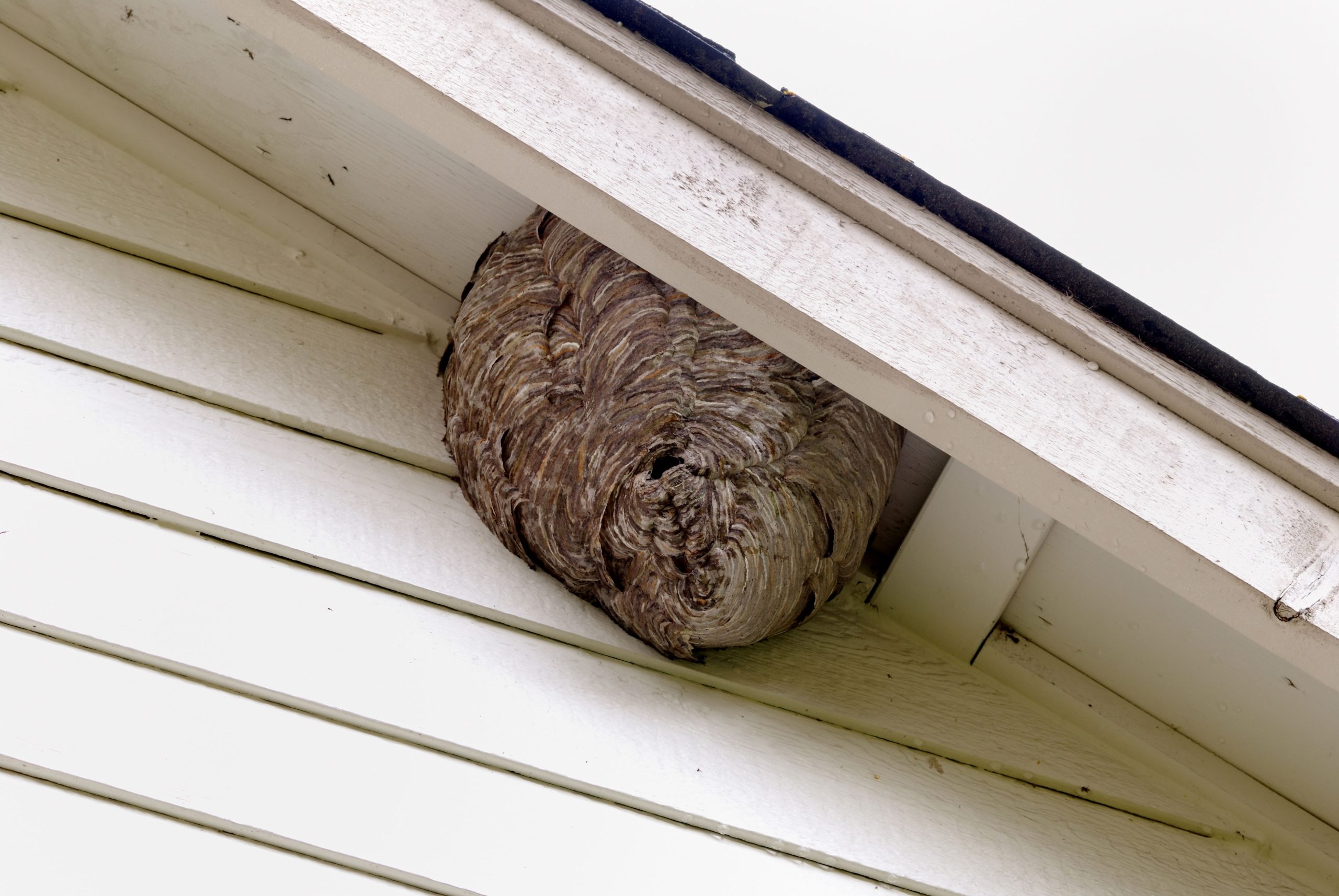 hot springs pest control